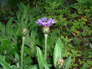 FirstCentauryBloomingApril22