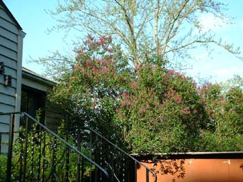 Lilac&HUGE CottonwoodTree