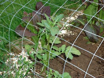 SaladGarden