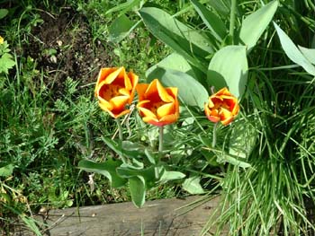 Spring House 008