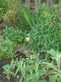 Spring House 019